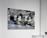 Marine Iguana Amblyrhynchus cristatus walking Punta Espinosa Fernandina Island Galapagos Islands Ecuador Acrylic Print