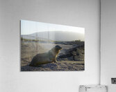 Galapagos sea lion Zalophus wollebaeki backlit Punta Espinosa Fernandina Island Galapagos Islands Ecuador Acrylic Print