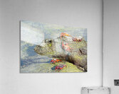 Sally Lightfoot crab - Punta Espinosa Fernandina Island - Galapagos Islands Acrylic Print