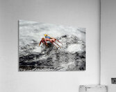 Sally Lightfoot crab Grapsus grapsus Urbina Bay Isabela Island Galapagos Islands Ecuador Acrylic Print