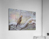 Galapagos Hawk Buteo galapagoensis Santiago Island Galapagos Islands Ecuador
 Acrylic Print