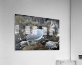 Swallow tailed Gulls Creagrus furcatus North Seymour Island Galapagos Islands Ecuador
 Acrylic Print
