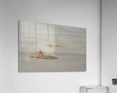 Ghost crabs Ocypode Gaudichaudii and burrows on Espumilla Beach Santiago Island Galapagos Islands Ecuador
 Acrylic Print