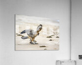 Galapagos Hawk Buteo galapagoensis landing on Espumilla Beach Santiago Island Galapagos Islands Ecuador
 Acrylic Print