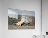 Gal?pagos sea lion Zalophus wollebaeki pup Puerto Egas Santiago Island Galapagos Islands Ecuador Acrylic Print