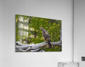 Galapagos Hawk Buteo galapagoensis Espumilla Beach Santiago Island Galapagos Islands Ecuador
 Acrylic Print