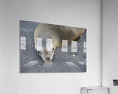 Galapagos sea lion Zalophus wollebaeki Puerto Egas Santiago Island Galapagos Islands Ecuador Acrylic Print