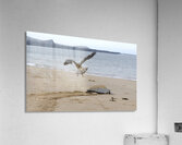 Galapagos Hawk Buteo galapagoensis flying above a Galapagos green turtle Playa Espumilla Santiago Island Galapagos Islands Ecuador
 Acrylic Print