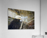 Magnificent Frigatebird Fregata magnificens immature with white head and blue beak North Seymour Island Galapagos Islands Ecuador
 Acrylic Print
