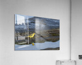 Yellow Warbler Dendroica petechia aureola Puerto Egas Santiago Island Galapagos Islands Ecuador
 Acrylic Print