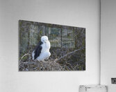 Magnificent Frigatebird Fregata magnificens chick sitting on nest North Seymour Island Galapagos Islands Ecuador
 Acrylic Print