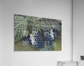 Hamadryas amphinome butterfly at the La Selva Jungle Lodge  Amazon Ecuador Acrylic Print