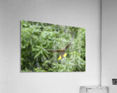 Russet backed oropendola Psarocolius angustifrons
 Acrylic Print