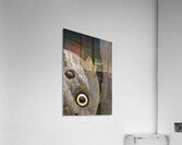 Owl butterfly Caligo idomeneus in the Amazon rainforest Amazon Ecuador Acrylic Print