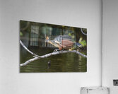 Hoatzin Opisthocomus hoazin on a branch over Lake Garzacocha La Selva Jungle Eco Lodge Amazon Basin Ecuador
 Acrylic Print