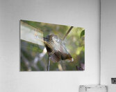 Hoatzin Opisthocomus hoazin on a branch La Selva Jungle Eco Lodge Amazon Basin Ecuador
 Acrylic Print