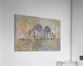 Feronia Cracker  Butterfly Hamadryas feronia Amazon Ecuador Acrylic Print