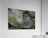Feronia Cracker  Butterfly Hamadryas feronia Amazon Ecuador Acrylic Print