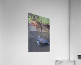 Galapagos green turtle Chelonia mydas agassisi Elizabeth Bay Isabela Island Galapagos Islands Ecuador Acrylic Print