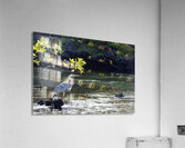 Great Blue Heron Ardea herodias Elizabeth Bay Isabela Island Galapagos Islands Ecuador Acrylic Print