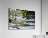 Great Blue Heron Ardea herodias Elizabeth Bay Isabela Island Galapagos Islands Ecuador Acrylic Print