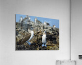 Blue footed Booby Sula nebouxii Punta Moreno Isabela Island Galapagos Islands Ecuador Acrylic Print