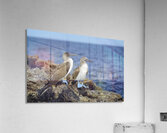 Blue footed Booby Sula nebouxii Punta Moreno Isabela Island Galapagos Islands Ecuador Acrylic Print