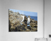 Blue footed Booby Sula nebouxii Punta Moreno Isabela Island Galapagos Islands Ecuador Acrylic Print