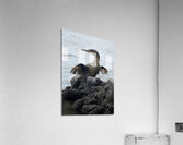 Flightless Cormorant or Galapagos Cormorant Phalacrocorax harrisi Urbina Bay Isabela Island Galapagos Islands Ecuador Acrylic Print