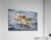 Brown Pelican Pelecanus occidentalis Elizabeth Bay Isabela Island Galapagos Islands Ecuador Acrylic Print
