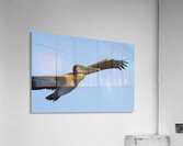 Brown Pelican Pelecanus occidentalis Elizabeth Bay Isabela Island Galapagos Islands Ecuador Acrylic Print