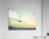 Brown Pelican Pelecanus occidentalis Elizabeth Bay Isabela Island Galapagos Islands Ecuador Acrylic Print