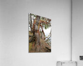 Arbutus tree at Panther Point  Acrylic Print