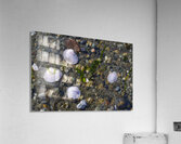 Sea shells - Spencer Spit  Acrylic Print
