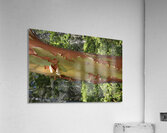Madrona tree trunk with peeling bark Acrylic Print