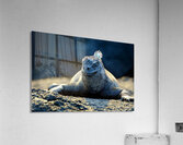 Marine Iguana perched on the rocks Punta Espinosa Acrylic Print