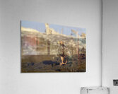 Galapagos Hawk Buteo galapagoensis perched on lava Acrylic Print