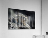 KO EC 9612 Acrylic Print