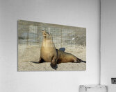 KO EC 13710 Acrylic Print