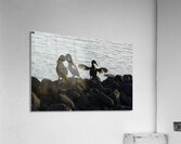 Flightless Cormorants Phalacrocorax harrisi stretching their wings. Punta Espinosa. Fernandina Island. Galapagos Islands. Ecuador Acrylic Print