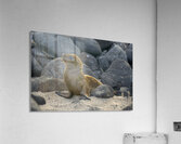 KO EC 14065 Acrylic Print