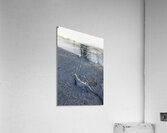 Group of Marine Iguanas on the sand. Punta Espinosa. Fernandina Island. Galapagos Islands. Ecuador Acrylic Print