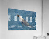 Galapagos sea lion Zalophus wollebaeki swimming in the ocean Floreana Island Galapagos Islands Ecuador Acrylic Print