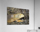 Galapagos land iguana. Isabela Island. Galapagos Islands. Ecuador Acrylic Print
