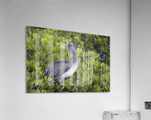 KO EC 7861 Acrylic Print