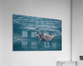 Galapagos green turtle. Isabela Island. Galapagos Islands. Ecuador Acrylic Print