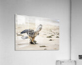 Galapagos Hawk landing on Espumilla Beach. Santiago Island. Galapagos Islands. Ecuador Acrylic Print