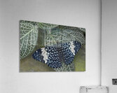 KO EC 17760 Acrylic Print