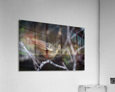 Hoatzin Opisthocomus hoazin on a branch over Lake Garzacocha Acrylic Print