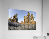 KO A11560 Acrylic Print